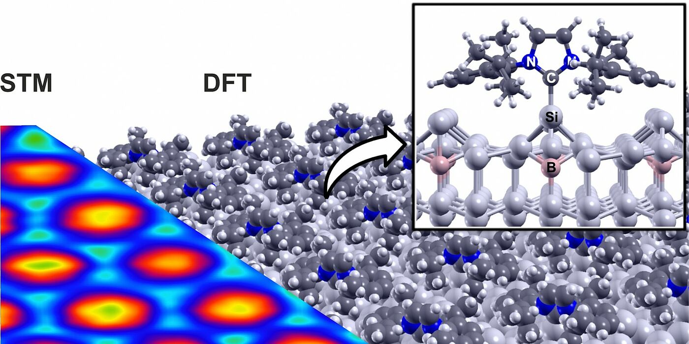 Photo (Paderborn University): Comparison of the theoretically calculated structure (DFT, right) of the ordered NHC single layer with the experimental scanning tunnelling microscopy image (STM, left). N: nitrogen, C: carbon, Si: silicon, B: boron atom