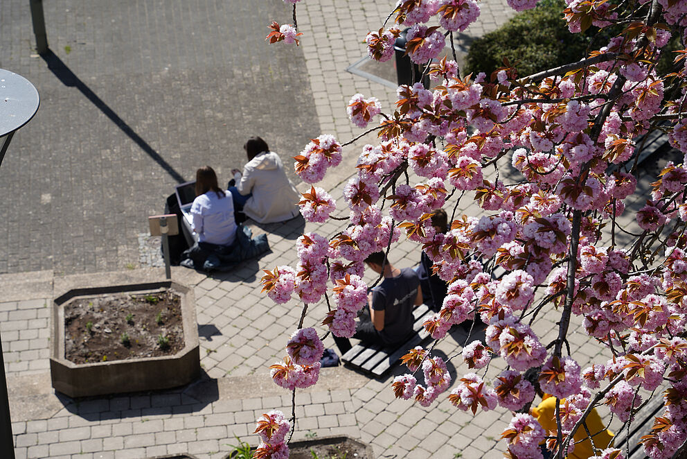 Kirschblüten auf dem Campus.