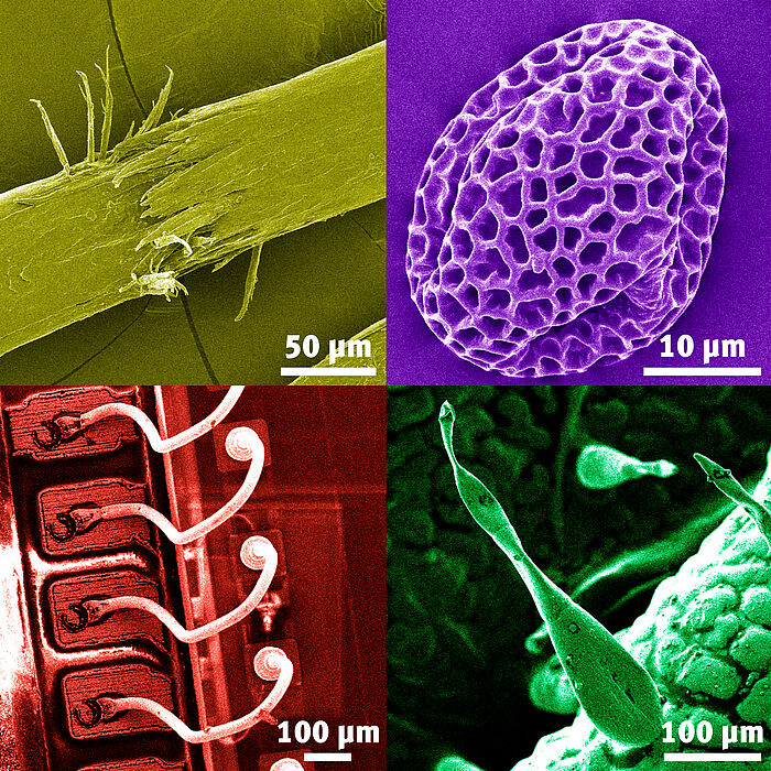 Bild (Johannes Pauly): Nachträglich eingefärbte Bilder aus dem Rasterelektronenmikroskop: links oben: menschliches Haar mit Spliss; rechts oben: eine Lavendelpolle; links unten: Kontaktierung an einem Digitalkamera-Chip; rechts unten: Oberfläche einer 