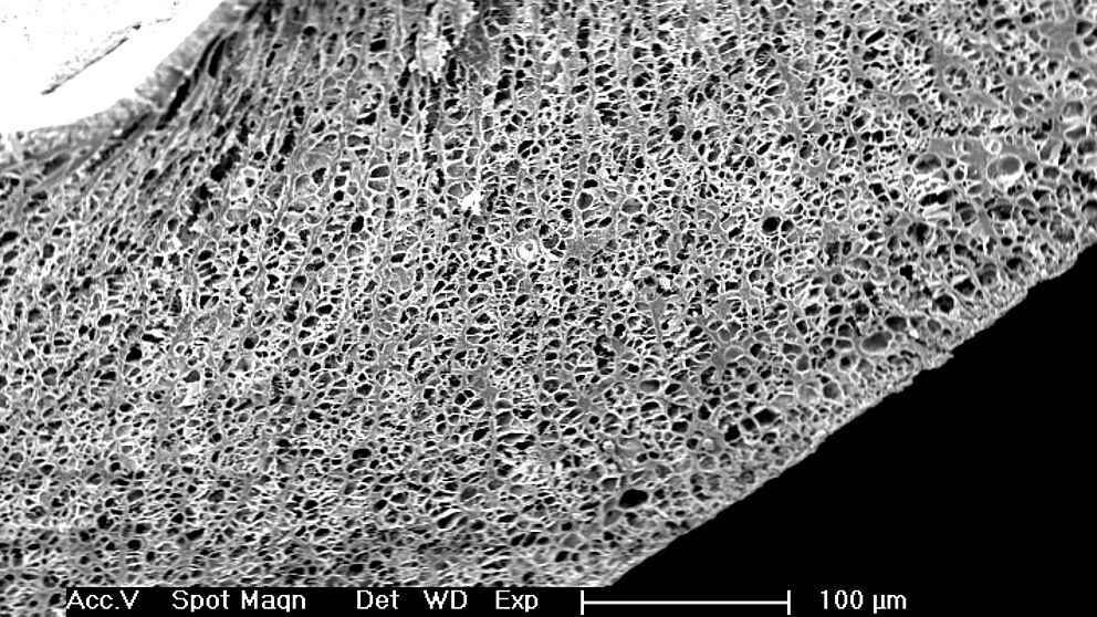 Abbildung: Poröse Membran, hergestellt aus einer Polymerdispersion