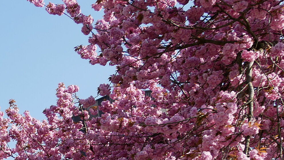 Blühende Kirschbäume vor der Universität Paderborn.